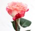 Роза классическая Felicity 